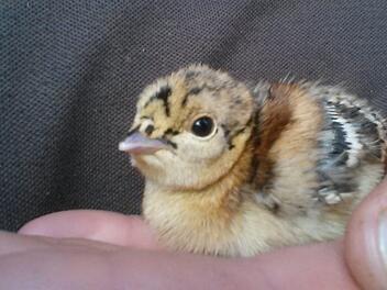 Der Tierpark Mehlmeisel freut sich &uuml;ber die erfolgreiche Nachzucht des Birkwilds. Foto: Tierpark Mehlmeisel