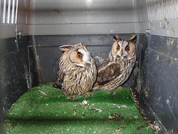 Eulen KäfigNoch sitzen Paula und Paul, die beiden jungen Waldohreulen im Käfig.Foto: Marion Eckert