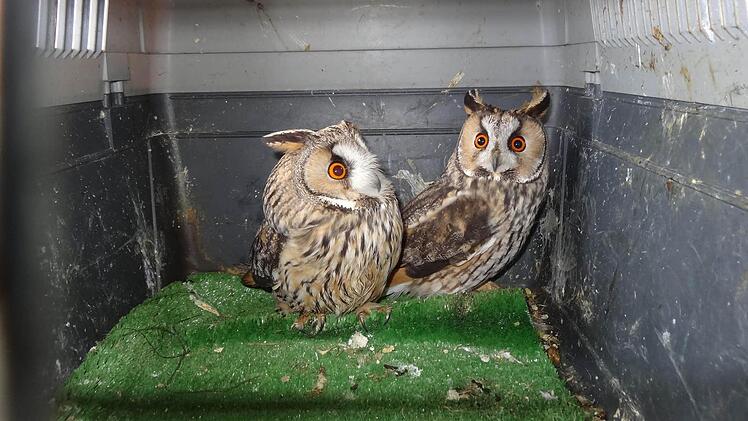 Eulen KäfigNoch sitzen Paula und Paul, die beiden jungen Waldohreulen im Käfig.Foto: Marion Eckert