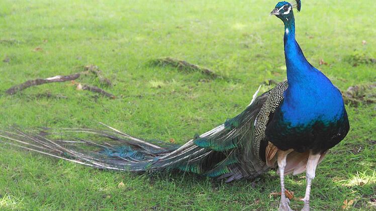 Er darf im Tierpark frei herumstolzieren. Für die drei Neuzugänge soll es bald ein Happy-End geben. Foto: Carmen Schmitt