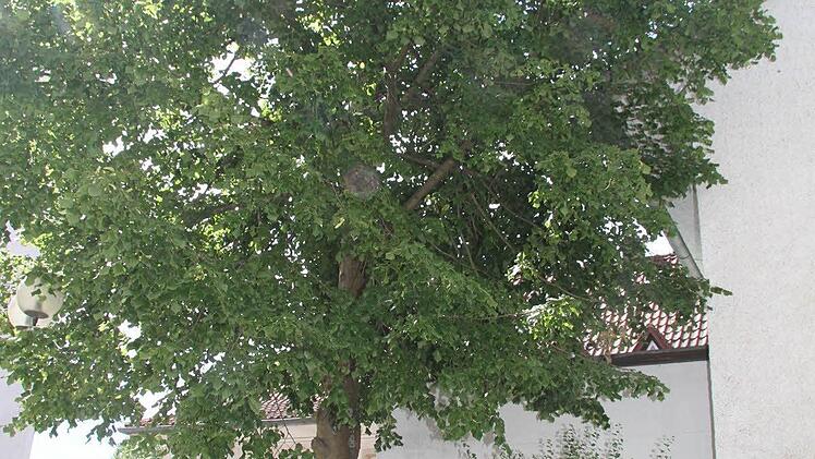Die Lutherlinde vor der evangelischen Friedenskirche soll unbedingt erhalten bleiben.