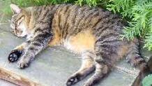 Die Katze "Skinny" Foto: D. Ruppert