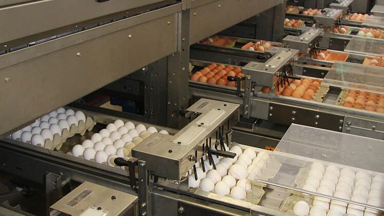 Die Eier laufen vom Stall aufs Band oder werden in Paletten angeliefert, dann aufgelegt und von de Eiersortieranlage automatisch abgewogen, nach Gewicht, Klasse und Farbe sortiert und in die entsprechenden Kartons verpackt. Foto: Sonja Adam