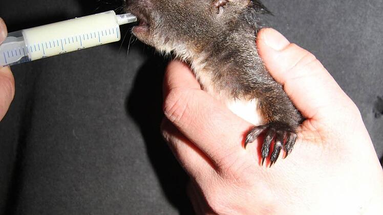 Fünf bis sechs Wochen ist dieses Eichhörnchen alt.