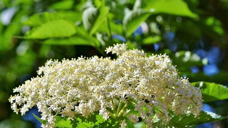 Holunderblueten.jpg