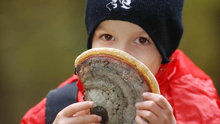 Max (8) hat in den Haßbergen einen Zunderschwamm gefunden. So einen trug auch Gletschermumie Ötzi mit sich. Mit dem getrockneten Pilz wurden beim Feuermachen Funken aufgefangen - der Pilz  brennt eben wie Zunder. Foto: Günter Flegel