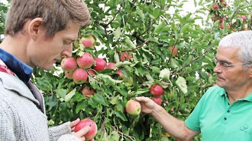 Beim Kontrollgang in den Apfelkulturen zusammen mit seinem Vater Claus Schmitt zeigt Clemens Schmitt einen Apfel mit Hagelschaden. Unwetter sind ein nichtkalkulierbares Risiko im Obstanbau.