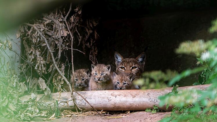Nürnberg: Nach über 30 Jahren - Tiergarten freut sich über Luchs-Nachwuchs