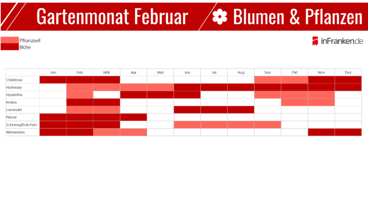 Blumen und Pflanzen Saisonkalender im Februar