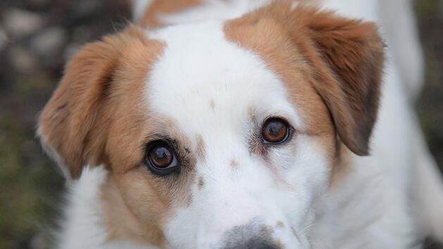 "Leo" aus Tierheim Bamberg sucht Zuhause - "ziemlich gelehrig und h&ouml;rt gut"
