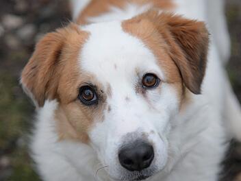 "Leo" aus Tierheim Bamberg sucht Zuhause - "ziemlich gelehrig und hört gut" "Leo" aus Tierheim Bamberg sucht Zuhause - "ziemlich gelehrig und hört gut"