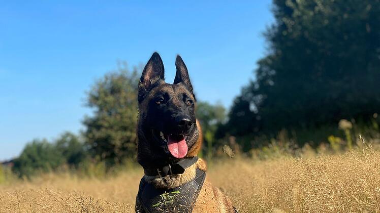 Tierheim Erlangen stellt besondere Hunde vor: "Wir sind die, die keine Anfragen haben"