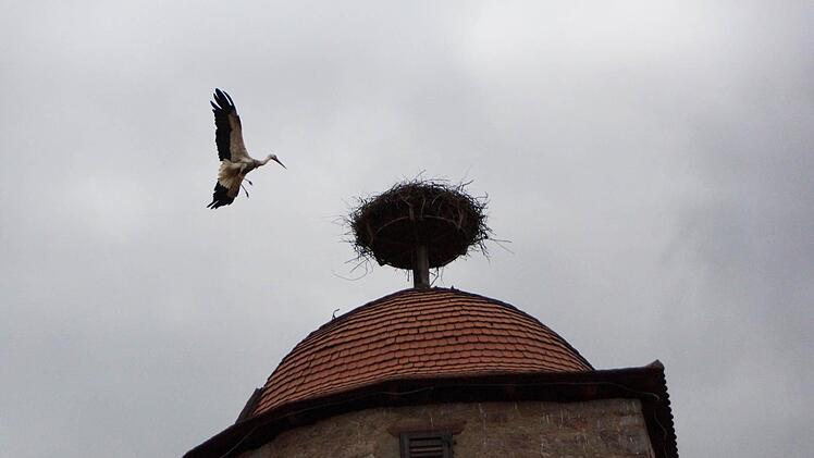 Der Storch kehrt zum Nest zurück.