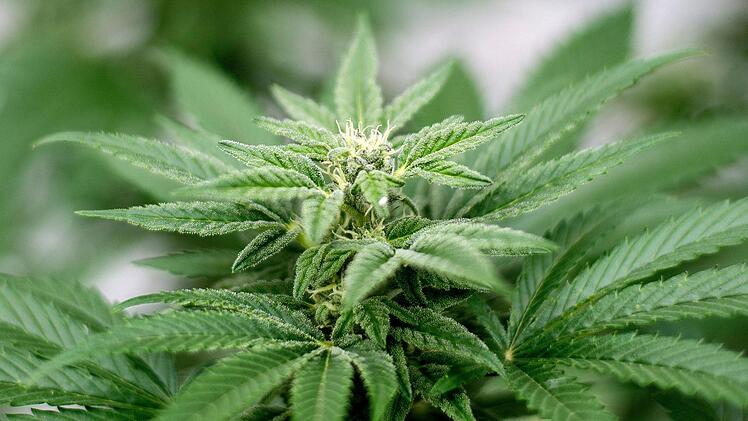 Wegen Marihuana-Anbau stand ein 29-Jähriger in Kulmbach vor Gericht.  Foto: dpa