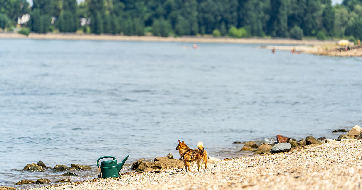 Three bodies recovered from the Rhine in Hesse - | Police issue statement