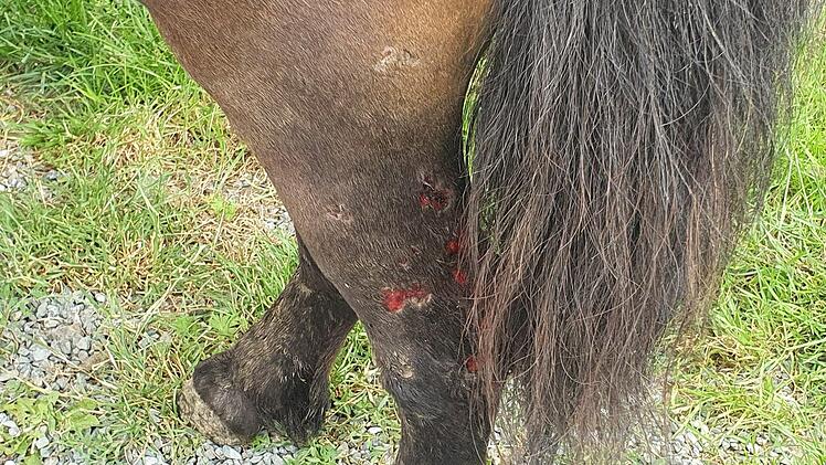 Auch an den Fesseln hat der Angreifer seine Spuren hinterlassen. Foto: Christine Fischer
