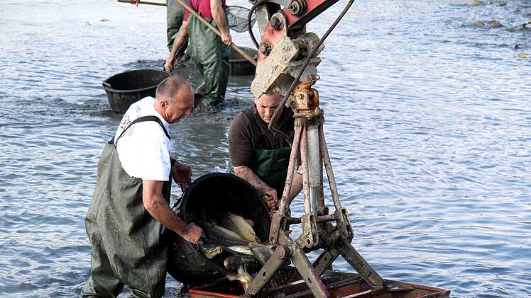 Impressionen vom Abfischen  Richard Sänger
