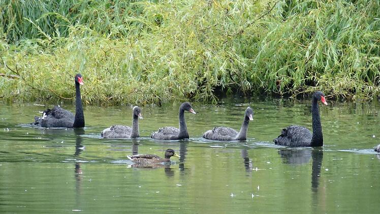 Die schwarzen Schwäne in der Rosenau mit ihren Nachwuchs Anfang September auf dem SchwanenseeFoto: Jochen Berger