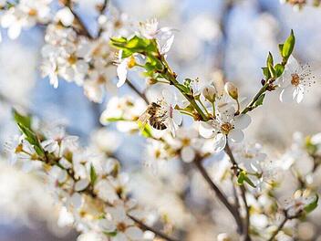 plum-blossom-6169571_1280.jpg