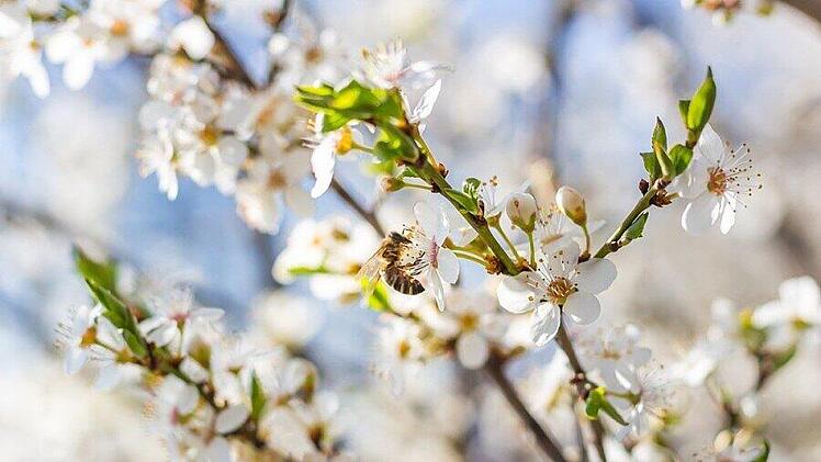 plum-blossom-6169571_1280.jpg