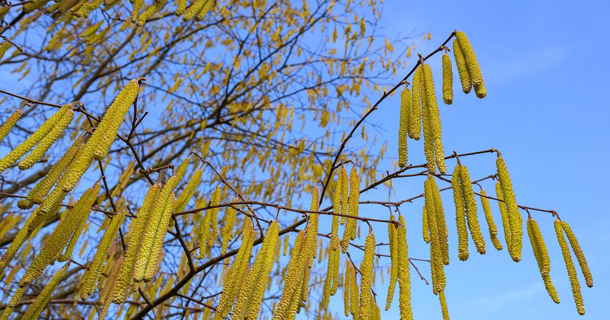 -Ungew-hnlich-fr-h-Pollenallergiker-leiden-schon