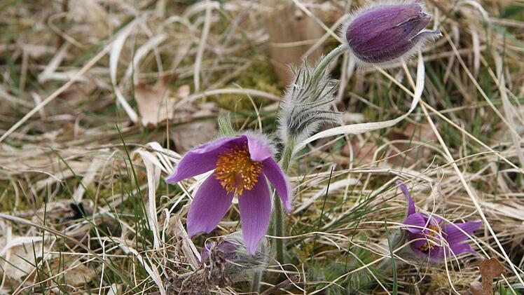 Die Küchenschelle steht derzeit in voller Blüte.