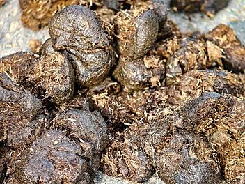 Unbekannte haben wiederholt Pferdekot im Zapfendorfer Schwimmbad verteilt. Symbolbild: pixabay.com