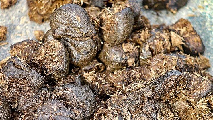 Unbekannte haben wiederholt Pferdekot im Zapfendorfer Schwimmbad verteilt. Symbolbild: pixabay.com