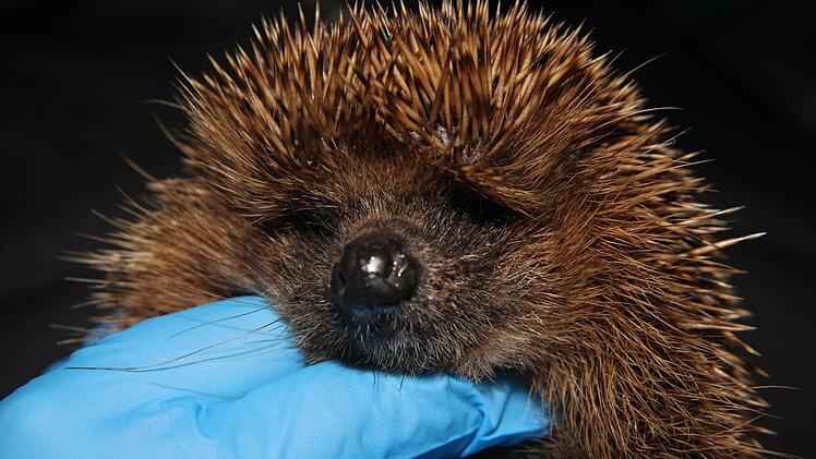 Weil Schnecken die Leibspeise von Igeln sind, machen sich Igel regelm&auml;&szlig;ig &uuml;ber Bierfallen her. Symbolfoto: Sonja Adam