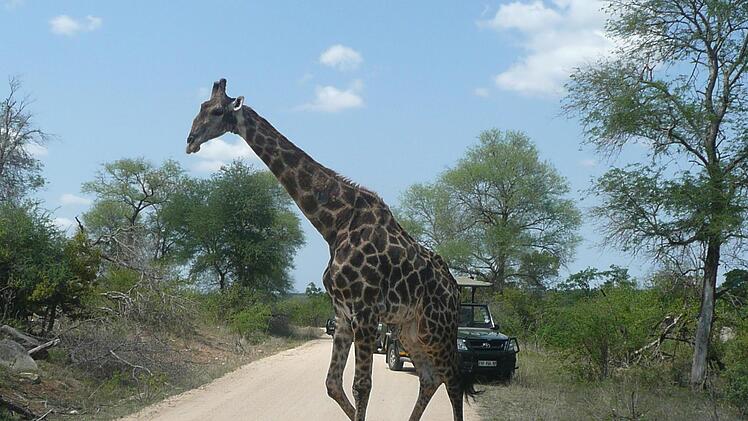 Im Krüger-National-Park traf man auf viele Tiere, wie hier die Giraffe direkt auf der Straße. Foto: Günther Geiling