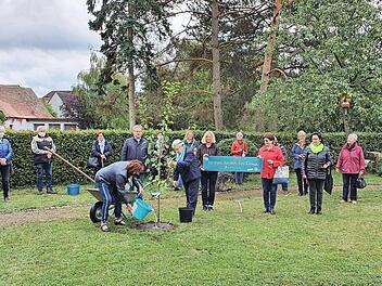 Der Pflaumenbaum findet hier gerade seinen Platz.