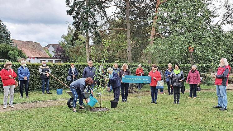 Der Pflaumenbaum findet hier gerade seinen Platz.