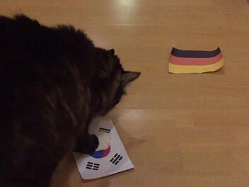 Das macht nicht gerade Mut: Ohne gro&szlig;es Z&ouml;gern schnappt sich Kater Paul die Flagge S&uuml;dkoreas. Foto: privat