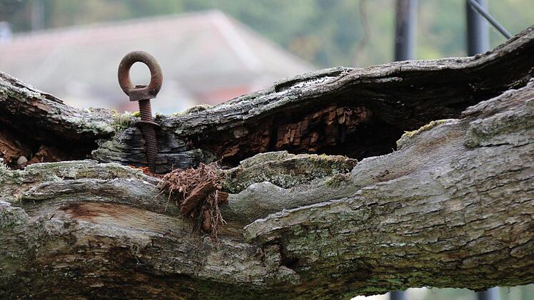 Doch die Verankerungen lösen sich: Pilze haben das Holz marode werden lassen. Foto: Ulrike Müller