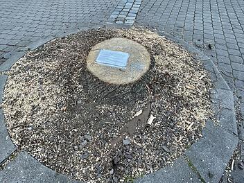 Auf dem Baumstumpf der gefällten Linde auf dem Paradeplatz in Forchheim wurde eine Traueranzeige hinterlassen. Die Freiwillige Feuerwehr Forchheim und die Stadt Forchheim nehmen Stellung.