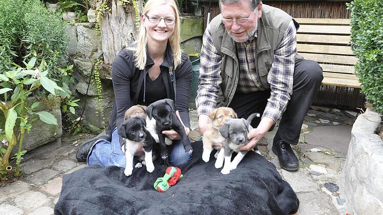 Diese Geschichte hat viele bewegt: Die fünf kleinen Welpen wurden im August 2014 an der A3 zum Sterben in einem Pappkarton ausgesetzt. Zum Glück konnten sie gerettet werden. Im Oberndorfer Tierheim wurden sie aufgenommen.