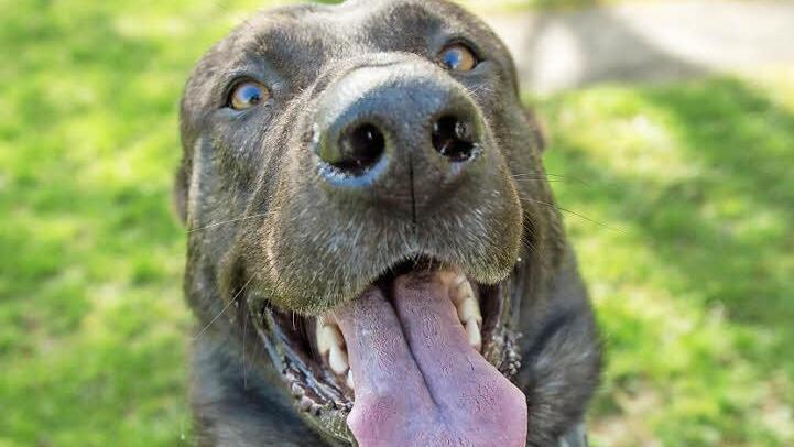 Spürhunde wie dieser sollten im Dezember 2013 den möglichen Fluchtweg der Täter erschnüffeln, die den 66-jährigen Wolfgang R. in seinem Haus in Beiersdorf getötet hatten. Symbolbild: Boris Roessler/dpa