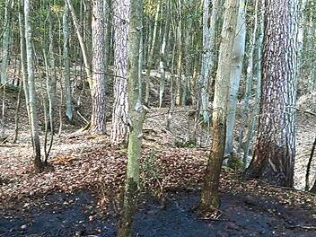 Am Waldrand südlich von Sand entstand am Montagnachmittag ein Schwelbrand. Ein Spaziergänger meldete die Rauchfahne und bevor Schlimmeres passieren konnte, löschte die Freiwillige Feuerwehr Sand den Brand. Foto: Licha