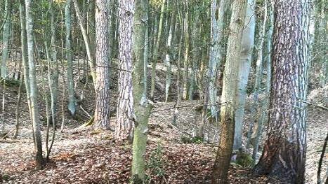 Am Waldrand südlich von Sand entstand am Montagnachmittag ein Schwelbrand. Ein Spaziergänger meldete die Rauchfahne und bevor Schlimmeres passieren konnte, löschte die Freiwillige Feuerwehr Sand den Brand. Foto: Licha