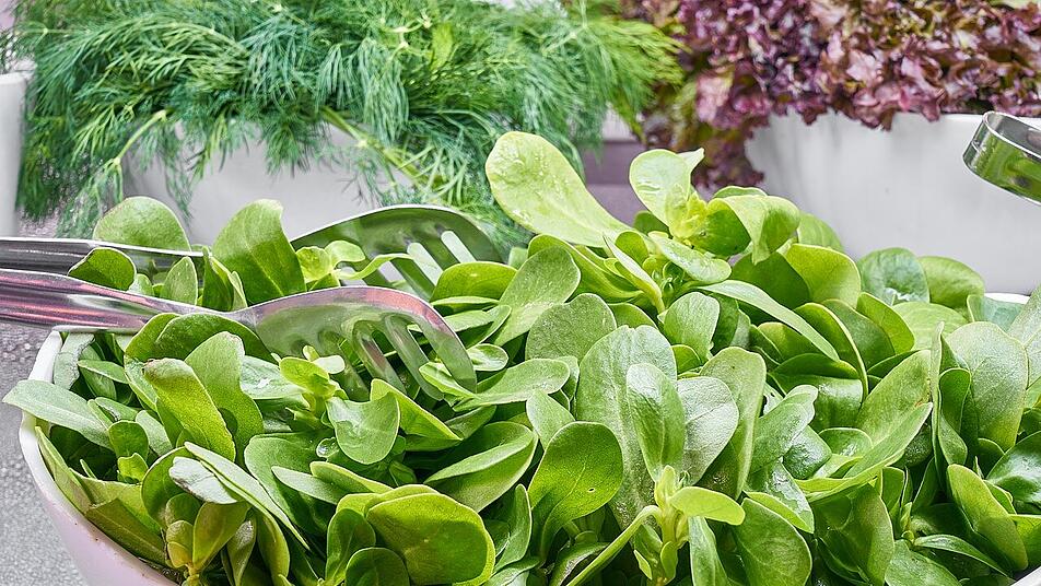Zarter Blattspinat schmeckt hervorragend als Salat. Zarter Blattspinat schmeckt hervorragend als Salat.