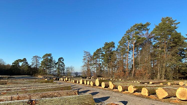 Aufgereiht liegt das geschlagene Holz auf dem Submissionsplatz in Oberthulba .