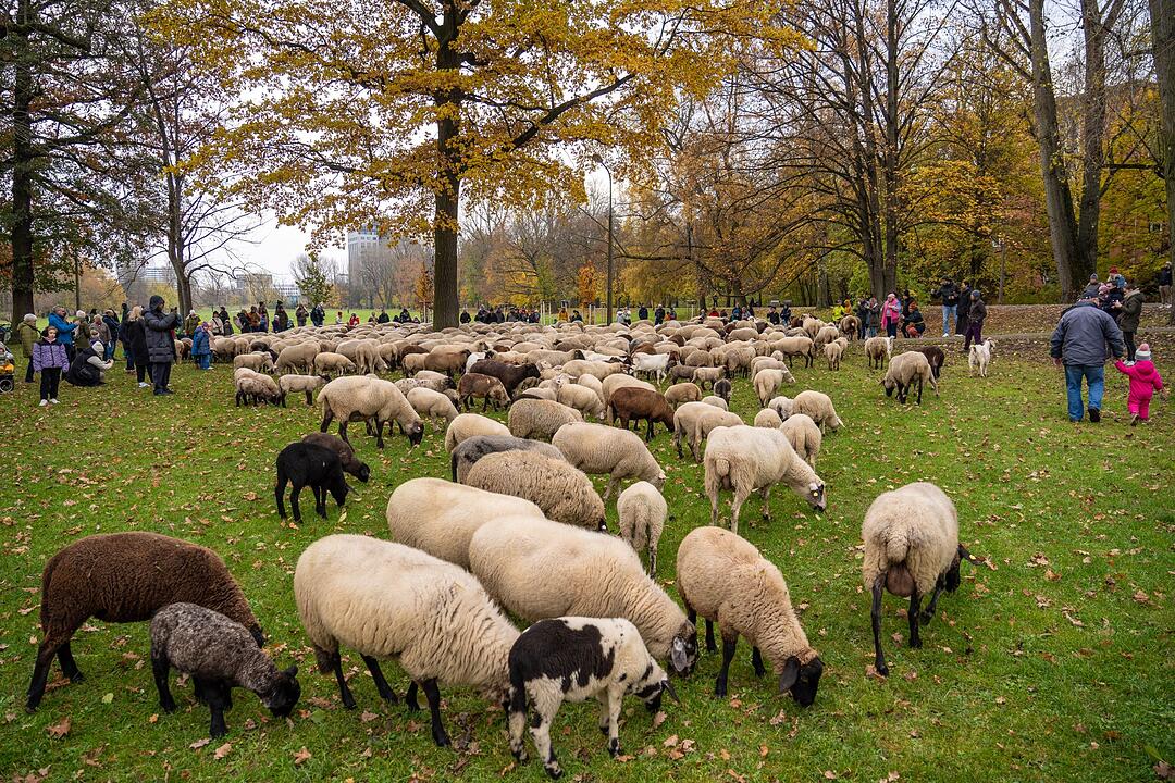 Hunderte Schafe ziehen durch Nürnberg - Naturspektakel in Bildern