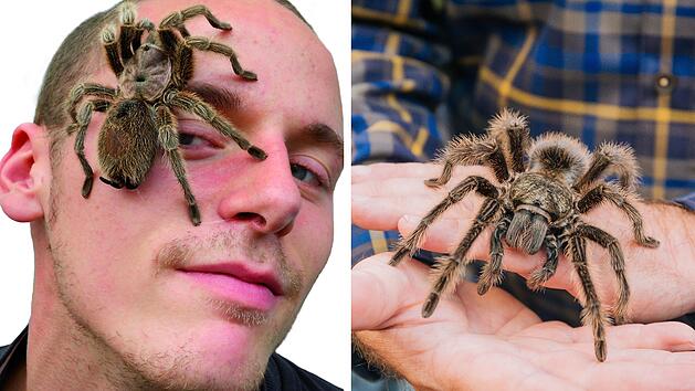 Die Spinnen- und Insektenausstellung "Insectophobie" kommt 2025 nach Franken.