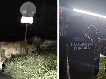 Wirsberg: Feuerwehr warnte vor entlaufenem Bullen - nun lebt das Tier nicht mehr