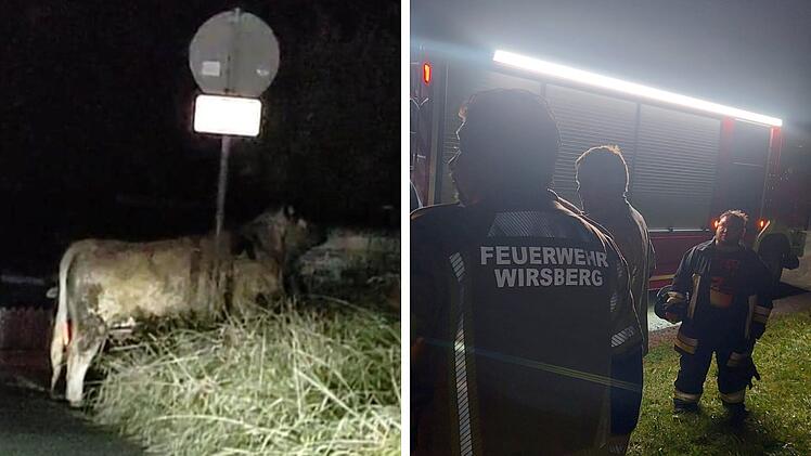 Wirsberg: Gemeinde warnte vor entlaufenem Bullen - nun lebt das Tier nicht mehr