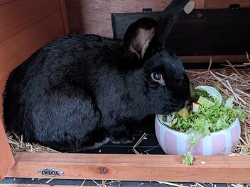 Kaninchen Thadd&auml;us aus dem Tierheim Bamberg sucht ein liebevolles Zuhause