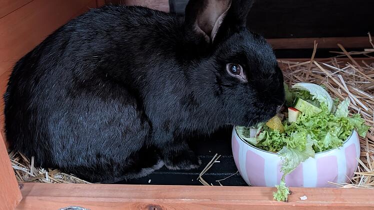 Kaninchen Thadd&auml;us aus dem Tierheim Bamberg sucht ein liebevolles Zuhause