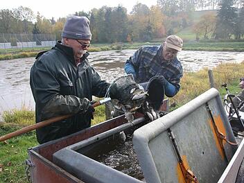 Ulrich Moika und Peter Schramm verladen die Fische in spezielle Boxen, die mit Wasser gefüllt und mit Sauerstoff versorgt werden. Sicher bringen die beiden ihre Ladung nach Bad Staffelstein. Foto: Michael Stelzner
