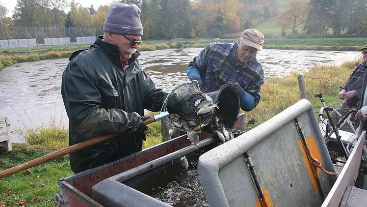 Ulrich Moika und Peter Schramm verladen die Fische in spezielle Boxen, die mit Wasser gefüllt und mit Sauerstoff versorgt werden. Sicher bringen die beiden ihre Ladung nach Bad Staffelstein. Foto: Michael Stelzner