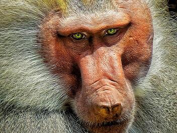 Mit seinem Pavian-Portrait überzeugte Gerd Wetzels vom Rhönklub-Fotokreis Münnerstadt die Jury. Er kam in der Sparte "freies Thema" mit seinen eingereichten Bildern auf dem zweiten Platz.  Foto: Gerd Wetzels